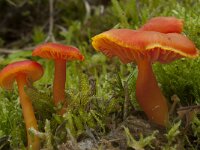 Hygrocybe miniata var miniata 6, Gewoon vuurzwammetje, Saxifraga-Willem van Kruijsbergen