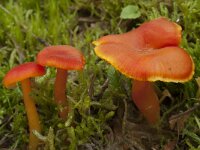 Hygrocybe miniata var miniata 7, Gewoon vuurzwammetje, Saxifraga-Willem van Kruijsbergen