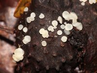 Hymenoscyphus fagineus 4, Beukennapvlieskelkje, Saxifraga-Foto Fitis-Sytske Dijksen