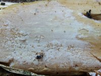 Hyphoderma puberum 3, Fluwelig harskorstje, Micro, Saxifraga-Lucien Rommelaars