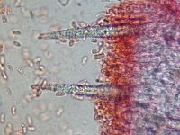 Hyphoderma puberum 6, Fluwelig harskorstje, Micro, Saxifraga-Lucien Rommelaars