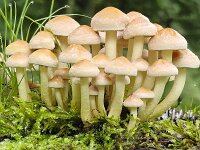 Group of Sulphur Tuft mushrooms (Hypholoma fasciculare)  Group of Sulphur Tuft mushrooms (Hypholoma fasciculare) : sulphur Tuft, Hypholoma fasciculare, fungus, fungi, nature, natural, growth, color, outside, outdoor, outdoors, nobody, no people, season, fall, autumn, autumnal, toadstool, toadstools, cap, caps, mushroom, mushrooms, group, cluster
