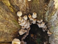 Sulphur Tuft mushrooms (Hypholoma fasciculare) growing inside a hollow tree stump  Sulphur Tuft mushrooms (Hypholoma fasciculare) growing inside a hollow tree stump : sulphur Tuft, Hypholoma fasciculare, hollow tree stump, stump, tree, yellow, white, many, fungus, fungi, mycology, biology, nature, natural, growth, wild, color, outside, outdoor, outdoors, nobody, no people, season, fall, autumn, autumnal, mushroom, mushrooms, cap, caps, toadstool, toadstools