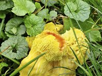 Deformed specimen of Sulphur Tuft mushrooms (Hypholoma fasciculare)  Deformed specimen of Sulphur Tuft mushrooms (Hypholoma fasciculare) : Sulphur Tuft mushrooms, Hypholoma fasciculare, deformed, deformation, ill, harmed, yellow, brown, strange, fungus, fungi, mycology, biology, nature, natural, growth, wild, color, outside, outdoor, outdoors, nobody, no people, season, fall, autumn, autumnal, mushroom, mushrooms, cap, caps, toadstool, toadstools, stem, stems