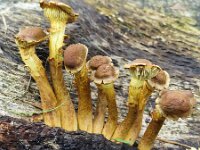 Deformed specimen of Sulphur Tuft mushrooms (Hypholoma fasciculare)  Deformed specimen of Sulphur Tuft mushrooms (Hypholoma fasciculare) : Sulphur Tuft mushrooms, Hypholoma fasciculare, deformed, deformation, ill, harmed, yellow, brown, strange, fungus, fungi, mycology, biology, nature, natural, growth, wild, color, outside, outdoor, outdoors, nobody, no people, season, fall, autumn, autumnal, mushroom, mushrooms, cap, caps, toadstool, toadstools, stem, stems