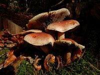 Hypholoma lateritium