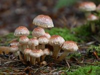 Hypholoma lateritium