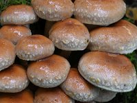 Hypholoma lateritium 2, Rode zwavelkop, Saxifraga-Luuk Vermeer