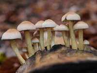 Hypholoma lateritium 3, Rode zwavelkop, Saxifraga-Luuk Vermeer