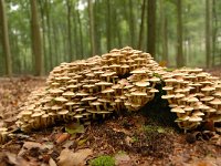 Hypholoma lateritium 4, Rode zwavelkop, Saxifraga-Luuk Vermeer