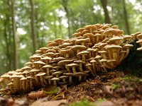 Hypholoma lateritium 5, Rode zwavelkop, Saxifraga-Luuk Vermeer