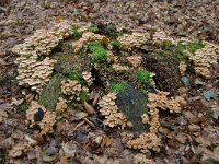 Hypholoma lateritium 6, Rode zwavelkop, Saxifraga-Luuk Vermeer