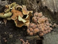 Hypholoma lateritium 7, Rode zwavelkop, Saxifraga-Willem van Kruijsbergen