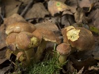 Hypholoma lateritium 8, Rode zwavelkop, Saxifraga-Willem van Kruijsbergen