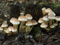 Hypholoma lateritium 9, Rode zwavelkop, Saxifraga-Willem van Kruijsbergen