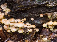 Hypholoma sublateritium 3, Rode zwavelkop, Saxifraga-Jan Nijendijk