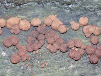 Hypoxylon fragiforme 7, Roestbruine kogelzwam, Saxifraga-Foto Fitis-Sytske Dijksen