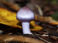 Inocybe lilacina 2, Lila satijnvezelkop, Saxifraga-Foto Fitis-Sytske Dijksen