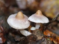 Inocybe lilacina 3, Lila satijnvezelkop, Saxifraga-Sytske Dijksen