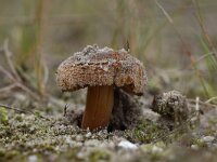 Inocybe vulpinella 2, Kleine duinvezelkop, Saxifraga-Luuk Vermeer
