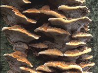 Inonotus radiatus 1, Elzenweerschijnzwam, Saxifraga-Jan van der Straten