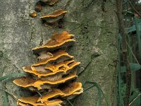 Inonotus radiatus 2, Elzenweerschijnzwam, Saxifraga-Jan de Laat
