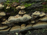 Inonotus radiatus 3, Elzenweerschijnzwam, Saxifraga-Willem van Kruijsbergen