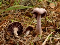 Laccaria amethystea, Amethyst Deceiver