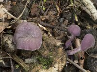 Laccaria amethystina 2, Amethistzwam, Saxifraga-Willem van Kruijsbergen