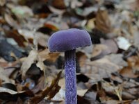 Laccaria amethystina 28, Amethistzwam, Saxifraga-Luuk Vermeer