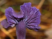 Laccaria amethystina 44, Amethistzwam, Saxifraga-Foto Fitis-Sytske Dijksen
