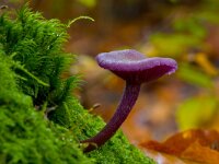 Rodekoolzwam  Rodekoolzwam op beuk op landgoed Staverden : Laccaria amethystina