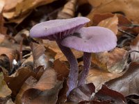 Laccaria amethystina 3, Amethistzwam, Saxifraga-Willem van Kruijsbergen