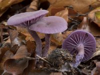 Laccaria amethystina 4, Amethistzwam, Saxifraga-Willem van Kruijsbergen