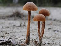 Laccaria proxima 2, Schubbige fopzwam, Saxifraga-Luuk Vermeer