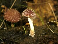 Lacrymaria lacrymabunda 3, Tranende franjehoed, Saxifraga-Foto Fitis-Sytske Dijksen