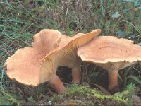 Lactarius helvus, Fenugreek Milkcap