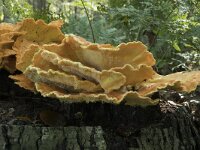 Laetiporus sulphureus 29, Zwavelzwam, Saxifraga-Willem van Kruijsbergen