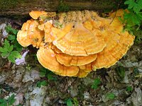 Laetiporus sulphureus 38, Zwavelzwam, Saxifraga-Hans Grotenhuis
