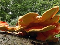 Laetiporus sulphureus 42, Zwavelzwam, Saxifraga-Hans Grotenhuis