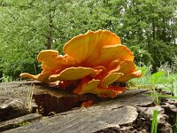 Laetiporus sulphureus 43, Zwavelzwam, Saxifraga-Hans Grotenhuis