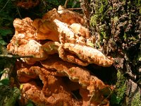 Laetiporus sulphureus 45, Zwavelzwam, Saxifraga-Hans Grotenhuis