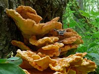 Laetiporus sulphureus 46, Zwavelzwam, Saxifraga-Hans Grotenhuis