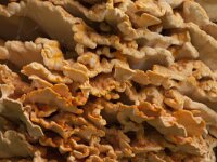 Laetiporus sulphureus 47, Zwavelzwam, Saxifraga-Jan Nijendijk