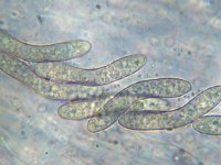 Lasiosphaeria canescens 2, Bruingrijs ruigkogeltje,  Micro, Saxifraga-Lucien Rommelaars