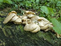 Fungus Lentinus tigrinus on dead tree  Fungus Lentinus tigrinus on dead tree : fungus, fungi, Lentinus tigrinus, lentinus, dead tree, trunk, dead, tree, nature, natural, outside, outdoor, outdoors, nobody, no people, summer, summertime, spring, springtime