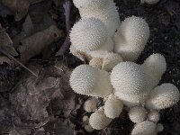 Lycoperdon perlatum 47, Parelstuifzwam, Saxifraga-Jan Nijendijk
