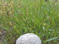 Mosaic pufball (Handkea utriformis) between grasses  Mosaic pufball (Handkea utriformis) between grasses : mosaic pufball, pufball, mushroom, Handkea utriformis, grass, grasses Lycoperdon utriforme,, Lycoperdon caelatum, Calvatia utriformis, white, edible, nature, natural, summer, summertime, fall, autumn, ball, round, outside, outdoor, outdoors, no people, nobody, tussock, single, growth, wild food