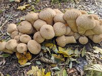 Group of Common puffballs (Lycoperdon perlatum)  Group of Common puffballs (Lycoperdon perlatum) : fungus, fungi, mycology, biology, nature, natural, growth, wild, color, outside, outdoor, outdoors, nobody, no people, season, fall, autumn, autumnal, mushroom, mushrooms, cap, caps, toadstool, toadstools, stem, stems, group, common puffballs, puffball, Lycoperdon perlatum, warted puffball, gem-studded puffball, devil's snuff-box, yellow, many, puffballs