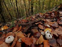Lycoperdon perlatum 50, Parelstuifzwam, Saxifraga-Ed Stikvoort : A900